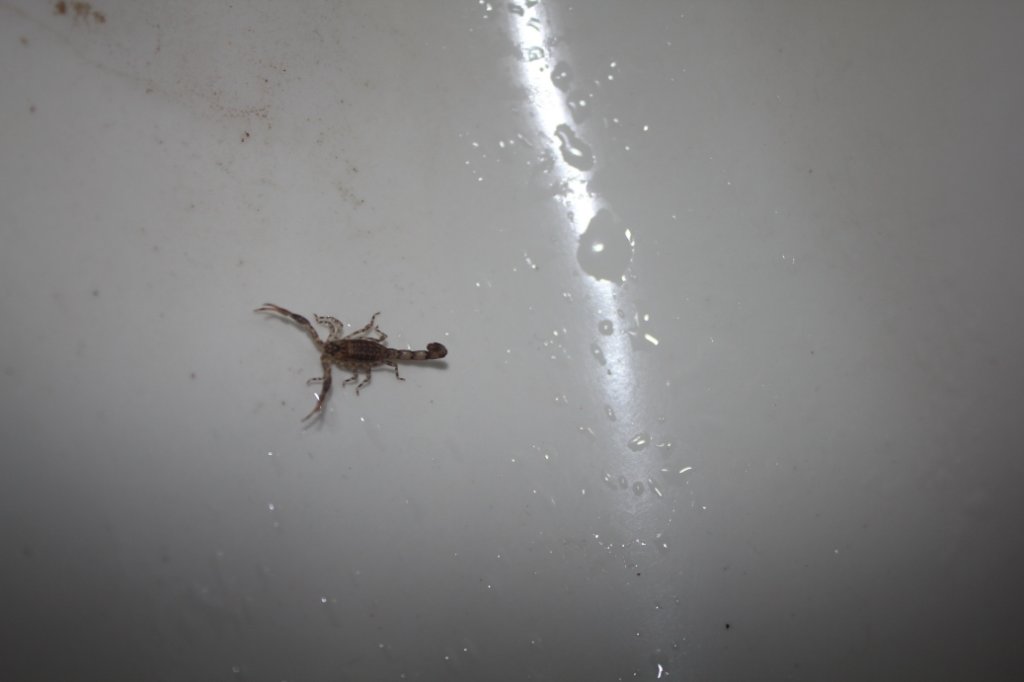 44-A scorpion in the sink.jpg - A scorpion in the sink